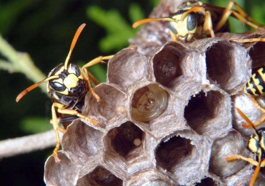 Polistes sp. (Vespidae)